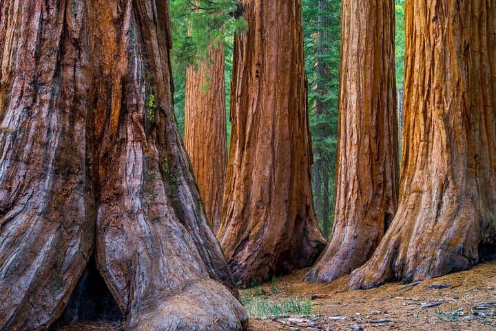 Coast to Granite: 2-Day Private Monterey, 17-Mile Drive & Yosemite Escape from San Francisco photo 3