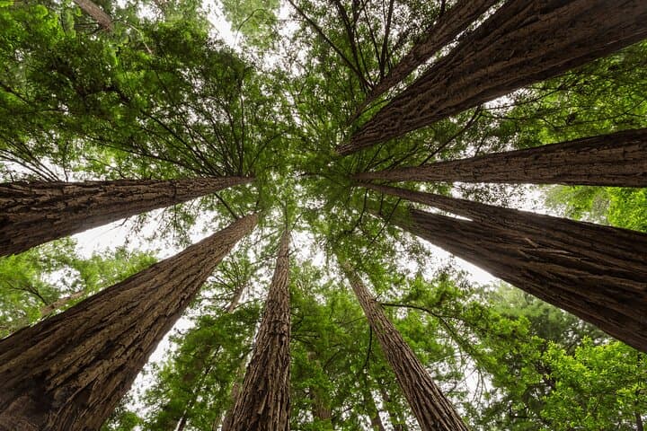 Coast to Granite: 2-Day Private Monterey, 17-Mile Drive & Yosemite Escape from San Francisco photo 4