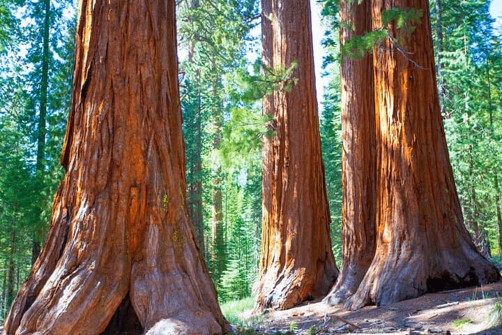 Coast to Granite: 2-Day Private Monterey, 17-Mile Drive & Yosemite Escape from San Francisco photo 5