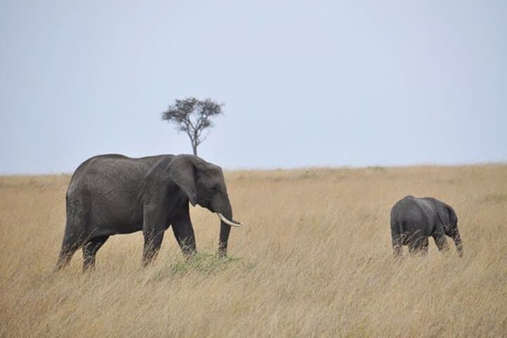 Mount Kenya Treks — Equatorial Peaks, Afro‑Alpine Hikes & Safari Extensions photo 5