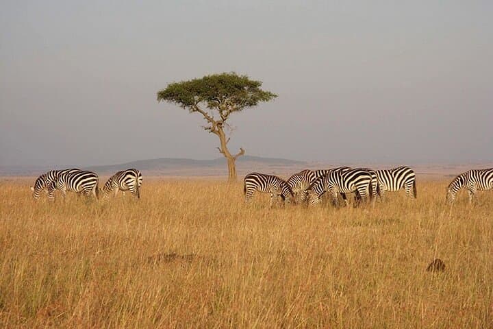 Mount Kenya Treks — Equatorial Peaks, Afro‑Alpine Hikes & Safari Extensions photo 4