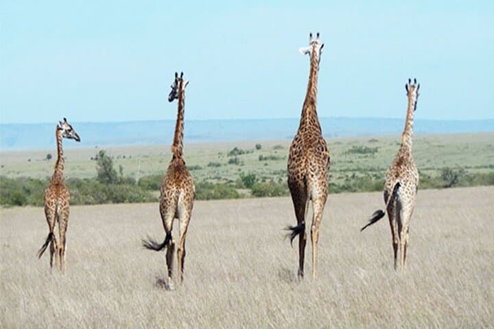 Mount Kenya Treks — Equatorial Peaks, Afro‑Alpine Hikes & Safari Extensions photo 6