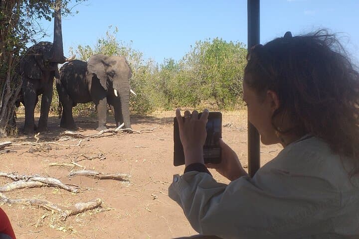 Elephant Encounter at Victoria Falls: 2-Hour Safari Day Tour Guide