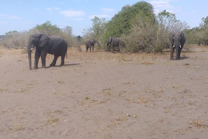 Elephant Encounter at Victoria Falls: 2-Hour Safari Day Tour Guide photo 3