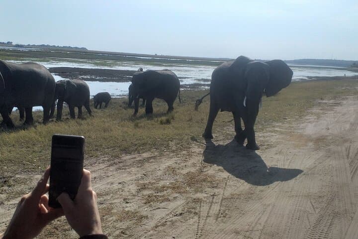 Elephant Encounter at Victoria Falls: 2-Hour Safari Day Tour Guide photo 4