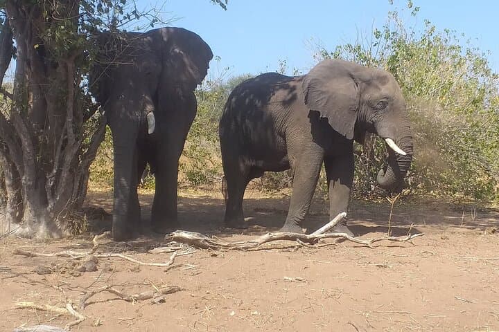 Elephant Encounter at Victoria Falls: 2-Hour Safari Day Tour Guide photo 5