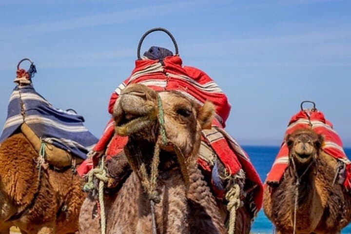 Day Trip to Chefchaouen from Seville: Ferry Across the Strait to Morocco photo 3
