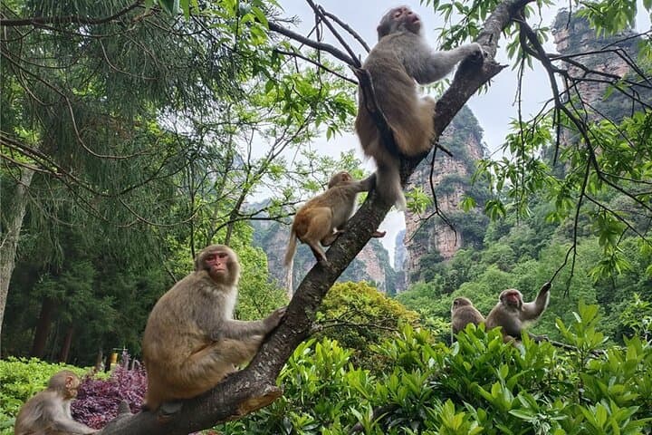 2-Day Private Zhangjiajie National Forest Park In-depth Tour — Avatar Mountain Experience photo 5