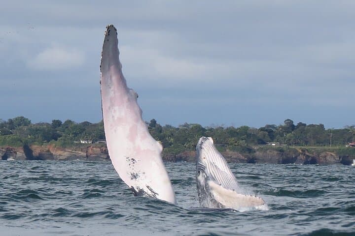 3 Days in Málaga Bay: Whale Watching, Waterfalls & Bioluminescence photo 5