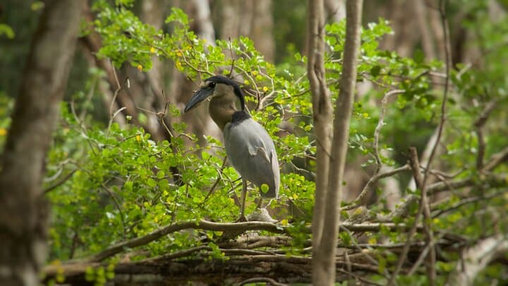 Calakmul Ancient Maya Ruins Day Tour from Campeche — Explore the Biosphere Reserve photo 5