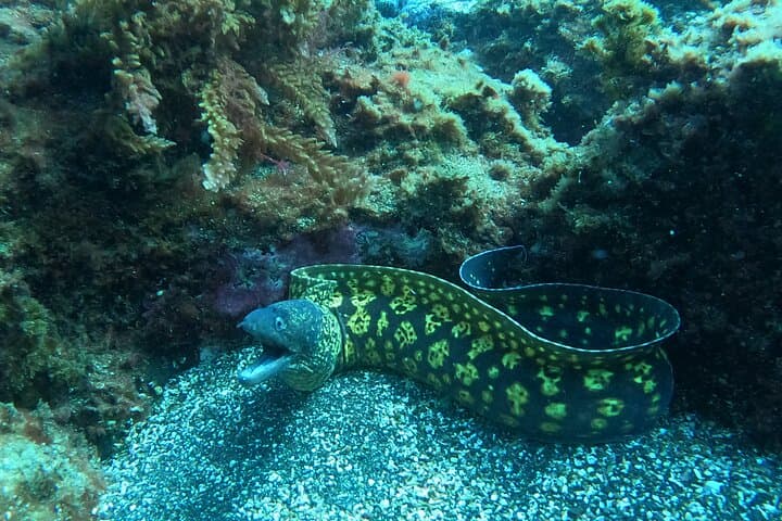 Terceira Azores Double Dive: Certified Scuba Adventures Around Angra do Heroísmo photo 6