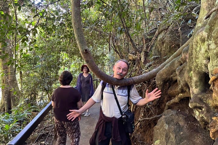 Springbrook Natural Bridge & Mt Tamborine Skywalk: Glow Worm Cave, Rainforest Walks and Scenic Lookouts photo 5