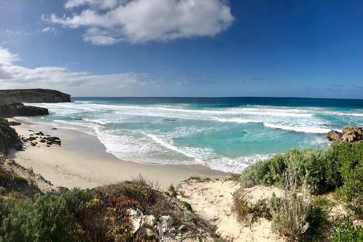 Kangaroo Island Shore Excursion: Scenic Trails, Seal Bay, and Flinders Chase in a Day photo 4