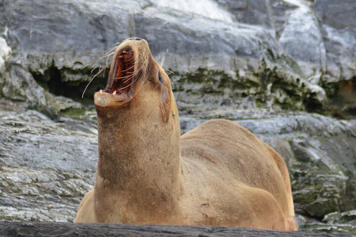 Peninsula de Valdes Wildlife Day Trip from Puerto Madryn photo 4