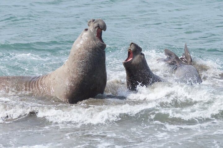 Peninsula de Valdes Wildlife Day Trip from Puerto Madryn photo 3