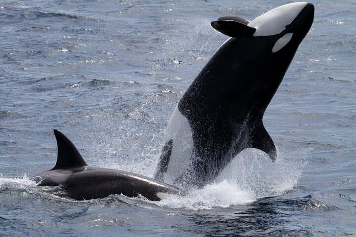 Monterey Whale Watching Tour: Experience the Majestic Giants of the Pacific photo 3