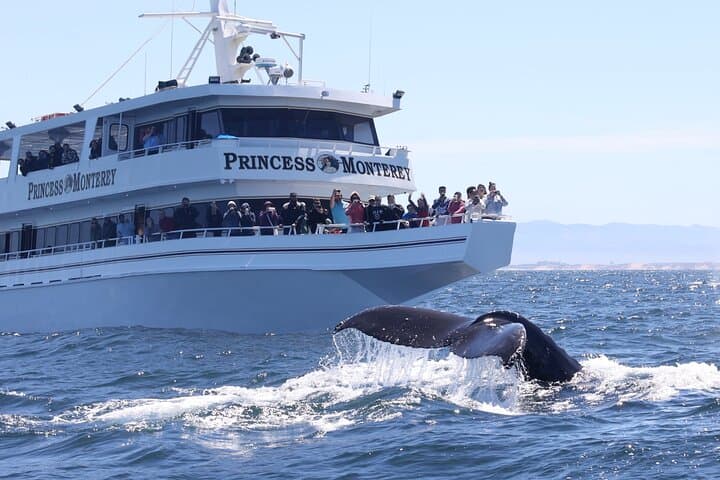 Monterey Whale Watching Tour: Experience the Majestic Giants of the Pacific