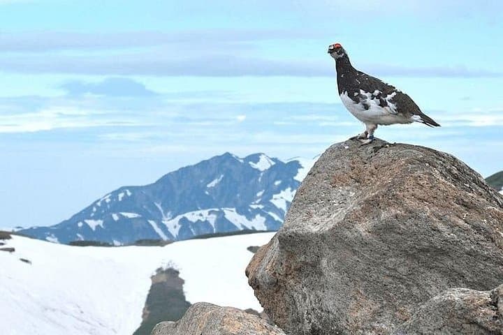 Spring Snow Walls of Tateyama-Kurobe: 1-Day Alpine Route from Nagano photo 4