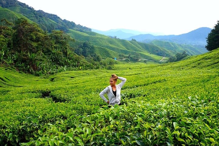 Cameron Highlands in a Day: Tea Plantations, Farms & Scenic Views photo 2