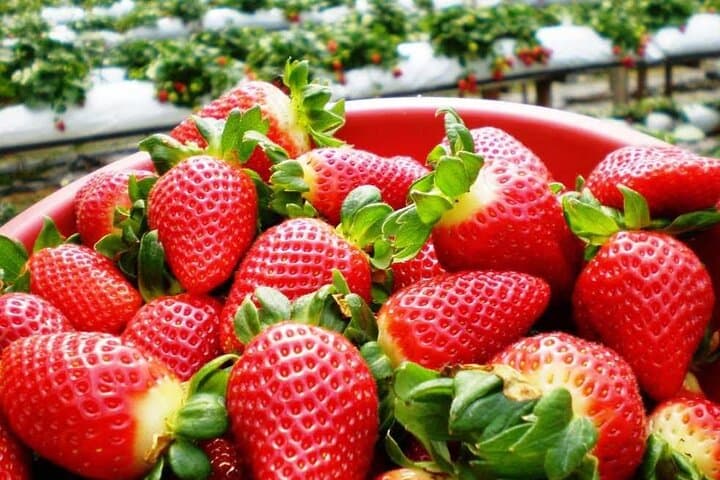Cameron Highlands in a Day: Tea Plantations, Farms & Scenic Views photo 3