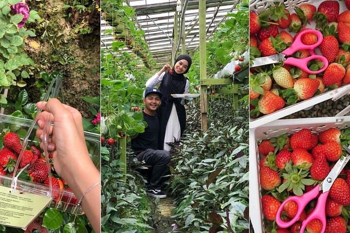 Cameron Highlands in a Day: Tea Plantations, Farms & Scenic Views photo 5