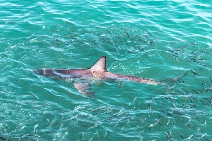 Hookah Shark Cage Diving in Gansbaai: Uninterrupted Close Encounters with Great Whites photo 5