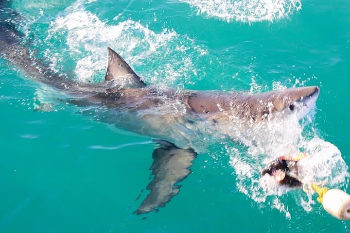 Hookah Shark Cage Diving in Gansbaai: Uninterrupted Close Encounters with Great Whites photo 6