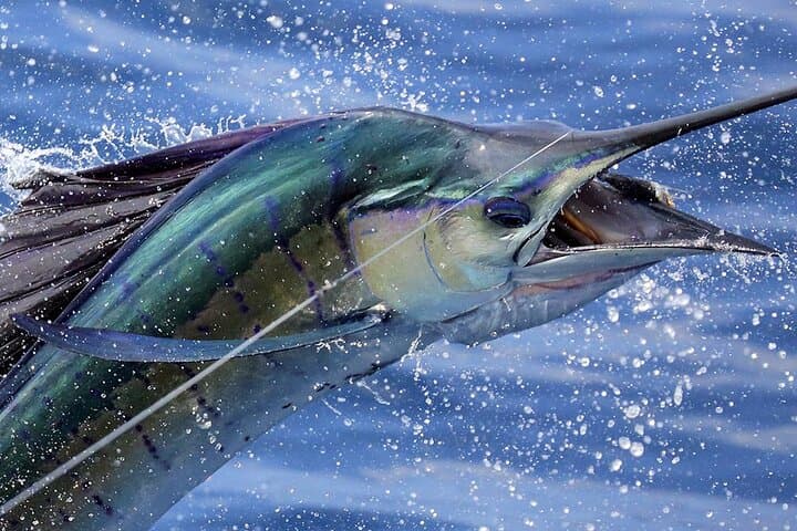 Private Fishing and Snorkel Charters in St Kitts and Nevis: An Adventurer’s Guide photo 1