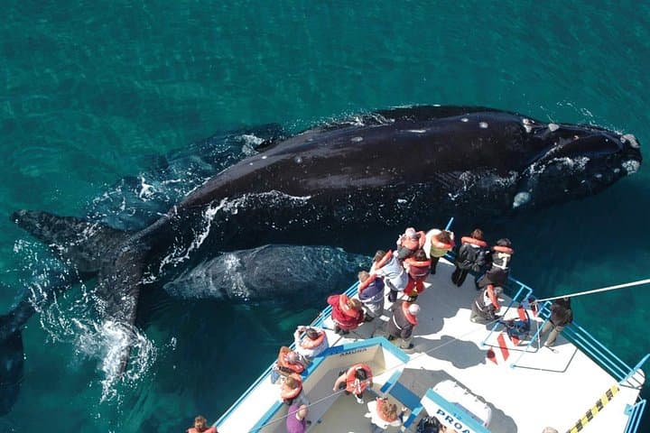 Peninsula Valdés Day Trip from Puerto Madryn — Whale Watching, Seal Colonies & Coastal Geology photo 2