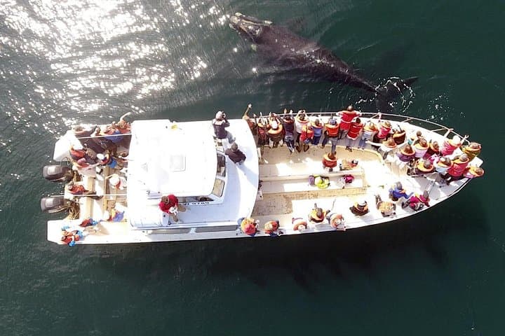 Peninsula Valdés Day Trip from Puerto Madryn — Whale Watching, Seal Colonies & Coastal Geology photo 3