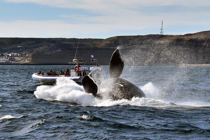 Peninsula Valdés Day Trip from Puerto Madryn — Whale Watching, Seal Colonies & Coastal Geology photo 4