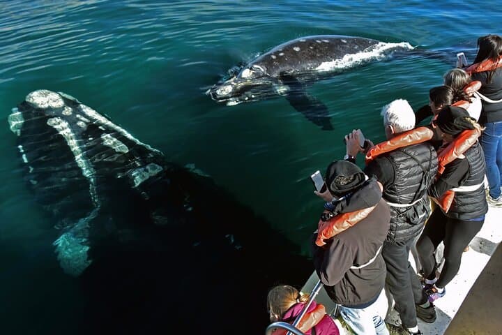 Peninsula Valdés Day Trip from Puerto Madryn — Whale Watching, Seal Colonies & Coastal Geology