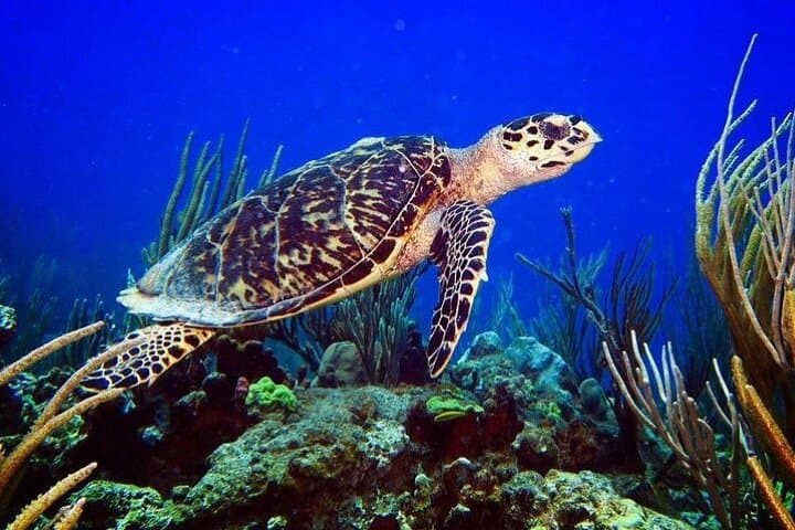 Culebra Snorkel and Beach Day from Fajardo — Snorkel Reefs & White-Sand Beaches photo 6