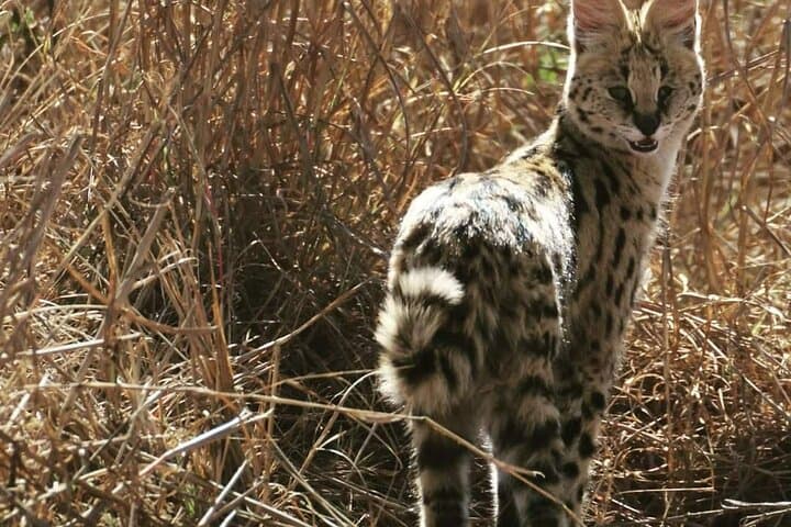 Private Pilanesberg Big 5 Safari: Full-Day Game Drive from Johannesburg photo 6