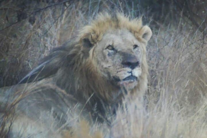 Private Pilanesberg Big 5 Safari: Full-Day Game Drive from Johannesburg