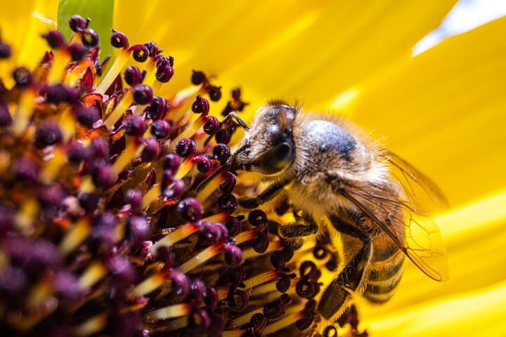 Discovering Bees in Volterra: Apiary Walk, Honey Tasting & Beekeeper Demo