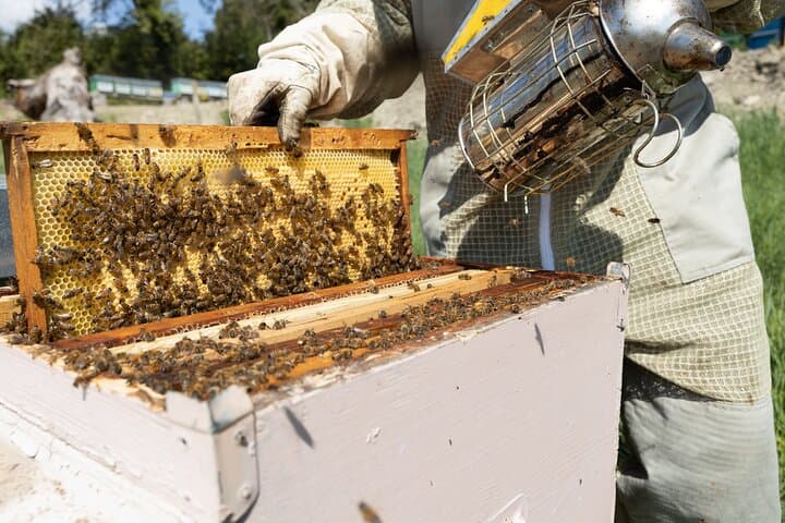 Discovering Bees in Volterra: Apiary Walk, Honey Tasting & Beekeeper Demo photo 4