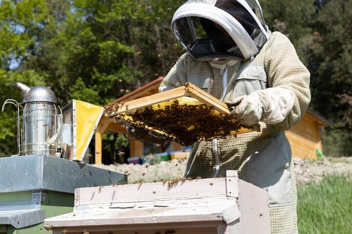 Discovering Bees in Volterra: Apiary Walk, Honey Tasting & Beekeeper Demo photo 6