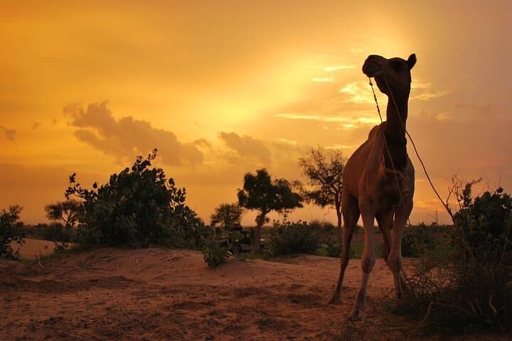 Thar Desert Camel Safari: 2-Day Jaisalmer Camel Tour & Overnight Camp photo 4