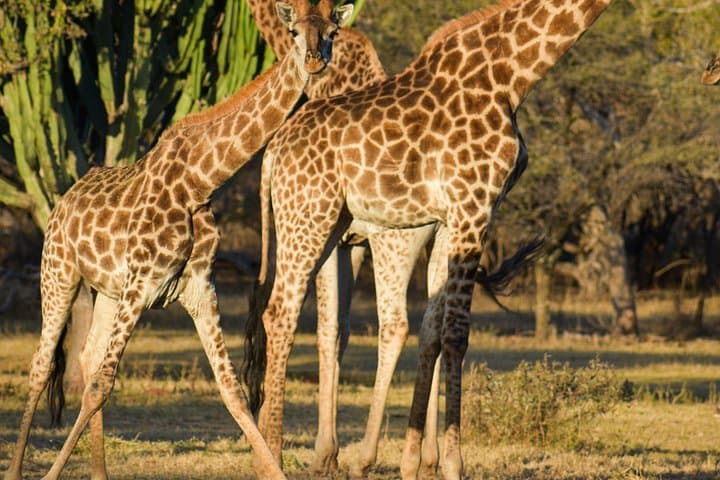 Horseback Safari Through Silkaatsnek Nature Reserve, Hartbeespoort photo 2