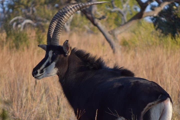 Horseback Safari Through Silkaatsnek Nature Reserve, Hartbeespoort photo 5