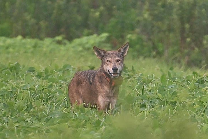 Alligator River Full-Day Private Wildlife Tour — Red Wolves & Coastal Wetlands
