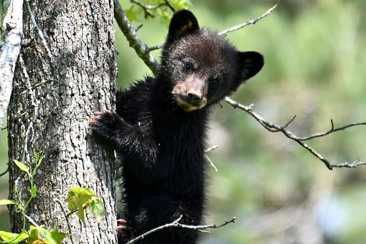 Alligator River Full-Day Private Wildlife Tour — Red Wolves & Coastal Wetlands photo 2