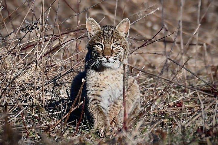 Alligator River Full-Day Private Wildlife Tour — Red Wolves & Coastal Wetlands photo 3
