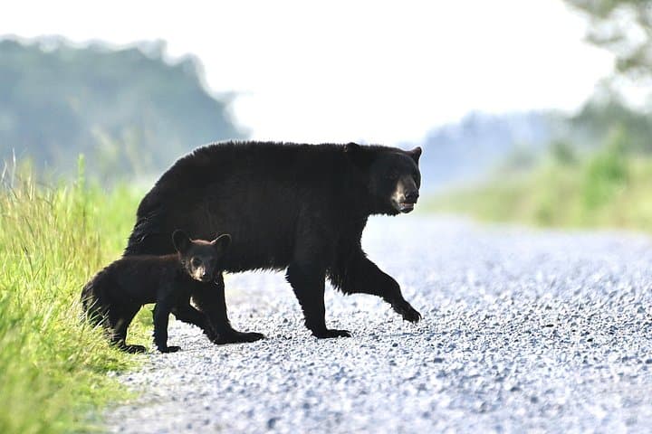 Alligator River Full-Day Private Wildlife Tour — Red Wolves & Coastal Wetlands photo 5