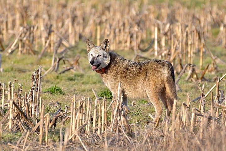 Alligator River Full-Day Private Wildlife Tour — Red Wolves & Coastal Wetlands photo 6