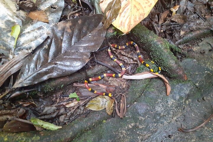 Private Guided Hike to Arenal Hanging Bridges, Fortuna Waterfall & Volcano Views photo 3