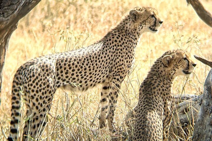Budget 4-Day Safari from Arusha: Tarangire, Serengeti & Ngorongoro photo 2