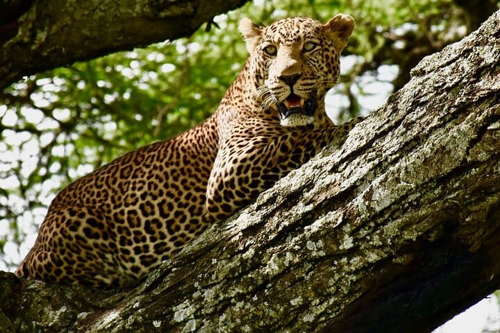 Budget 4-Day Safari from Arusha: Tarangire, Serengeti & Ngorongoro photo 3