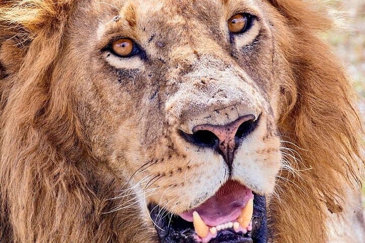 Budget 4-Day Safari from Arusha: Tarangire, Serengeti & Ngorongoro photo 4